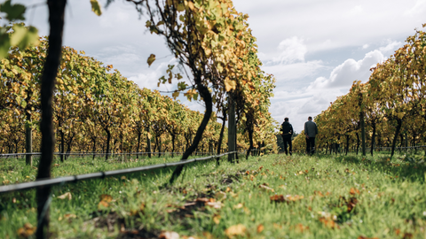 Stella Bella Vineyard